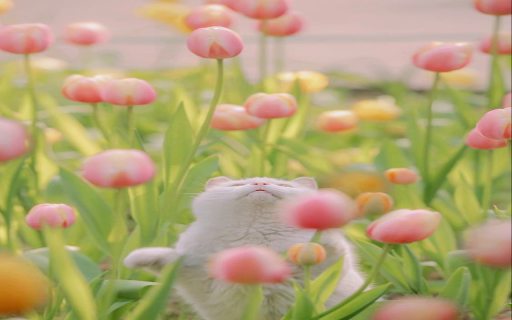 Cat and pink tulips wallpaper screenshot 1