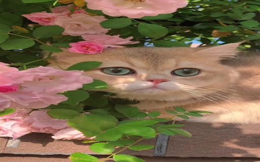 Cat and rose wallpaper screenshot 1