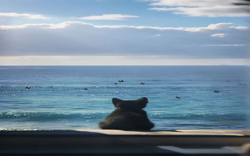 cat and sea wallpaper screenshot 1