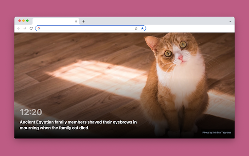 Cat facts screenshot 1