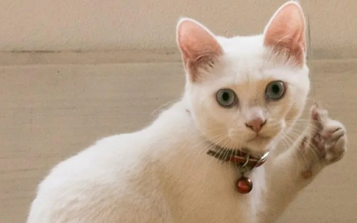 Cat Giving a Thumbs Up screenshot 1