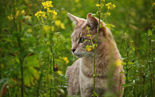Cat in the garden screenshot 1