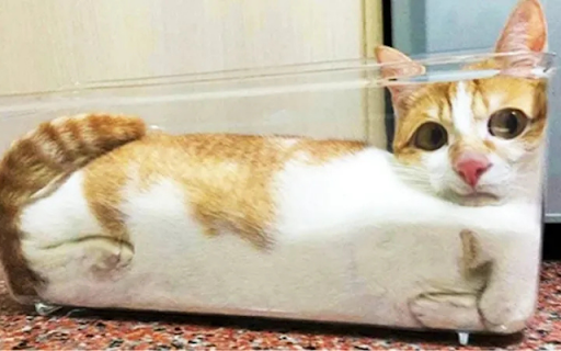 Cat Lying in a Glass Cabinet screenshot 1