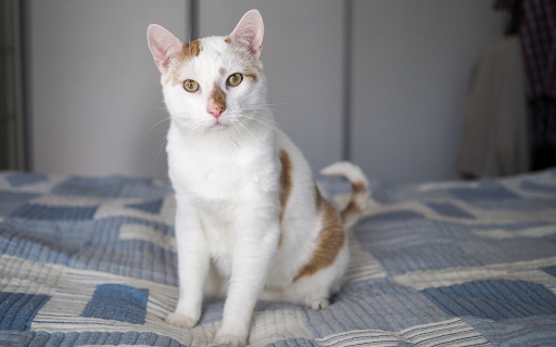 Cat on the cushion screenshot 1