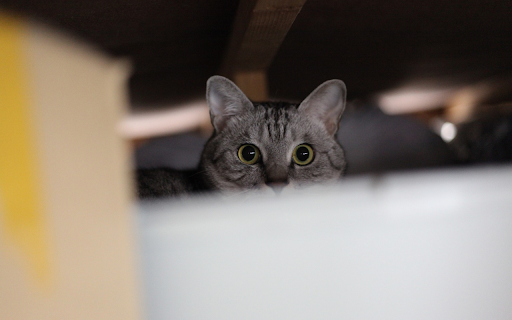 Cat's eyes screenshot 1