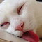 Cat Sleeping with Its Tongue Out logo