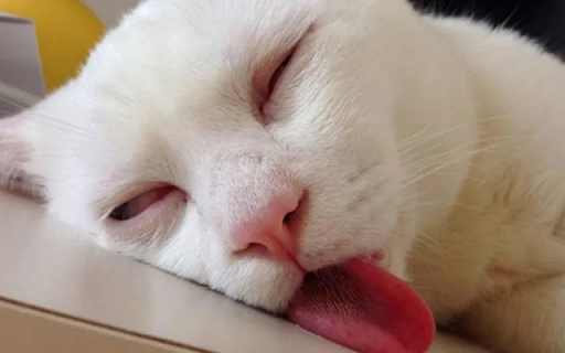 Cat Sleeping with Its Tongue Out screenshot 1