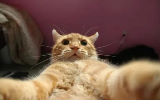 Cat Staring into the Camera screenshot 1