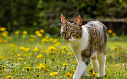 Cat Walking in Spring Meadow screenshot 1