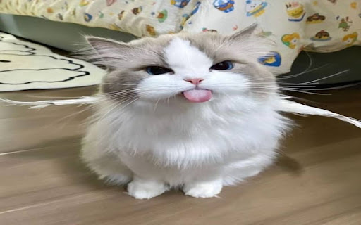 cat wallpaper screenshot 1