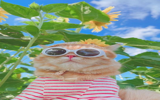 Cat wearing glasses wallpaper screenshot 1
