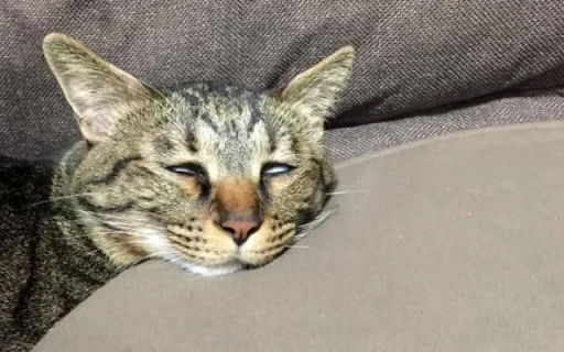 Cat with Half-Closed Eyes screenshot 1