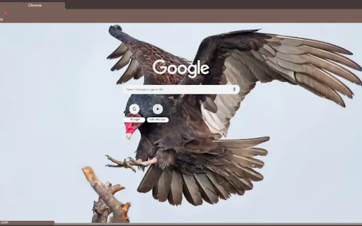 Cathartes aura screenshot 1