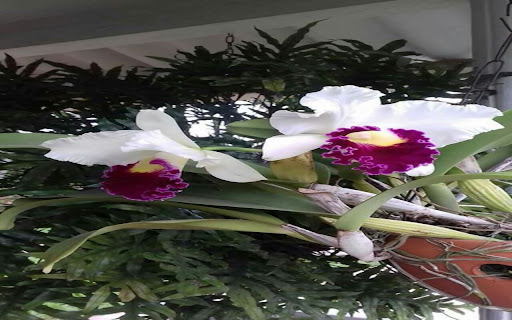 Cattleya orchid wallpaper screenshot 1