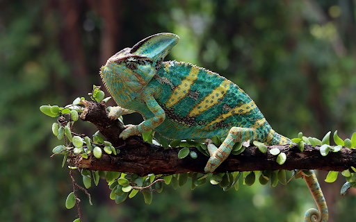 chameleon veiled ready catch prey screenshot 1