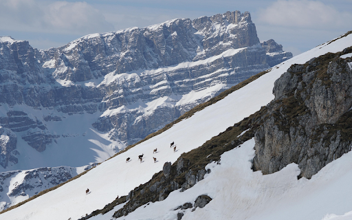 Chamois on the Ridge screenshot 1