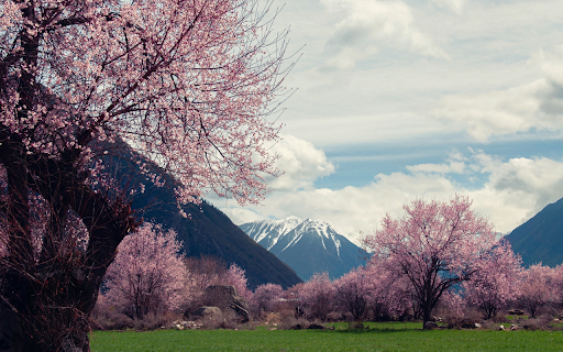 Cherry blossom garden screenshot 1