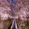 cherry blossom pictures logo