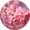 Cherry Blossom Wallpaper New Tab logo
