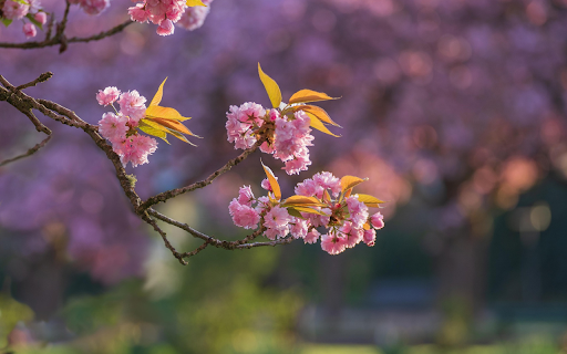 Cherry Blossoms Branch screenshot 1