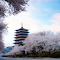 Cherry Blossoms Surrounding a Pagoda in Spring logo