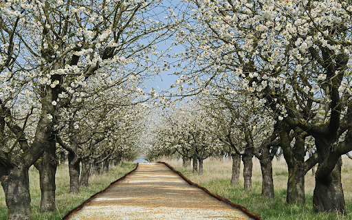 Cherry Road screenshot 1