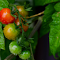 Cherry Tomatoes logo