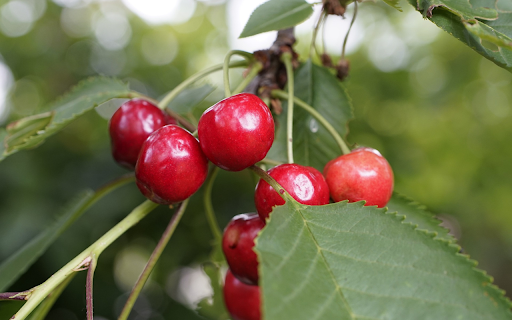 Chery nine dreams screenshot 1