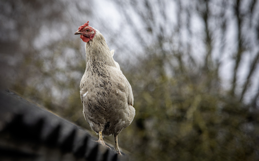 Chicken on the roof screenshot 1