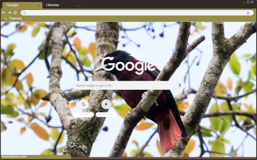 Chim Oriole screenshot 1