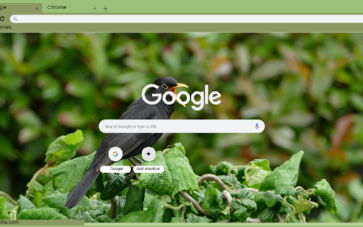 Chim Son Ca Den screenshot 1