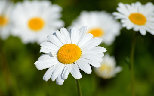 CHRYSANTHEMUM 2 Theme screenshot 1