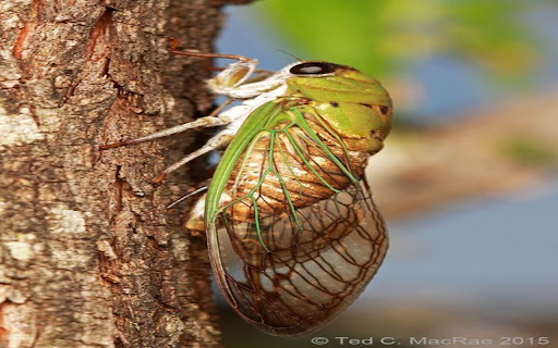cicada wallpaper screenshot 1