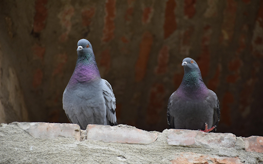 City Pigeons on the Ledge screenshot 1