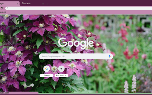 Clematis screenshot 1