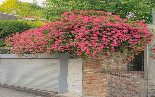 climbing pink wallpaper screenshot 1