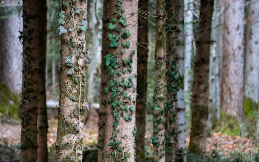 Climbing plant on tree trunk screenshot 1