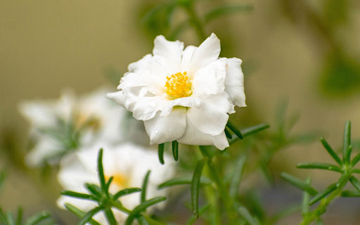 Clock flower screenshot 1