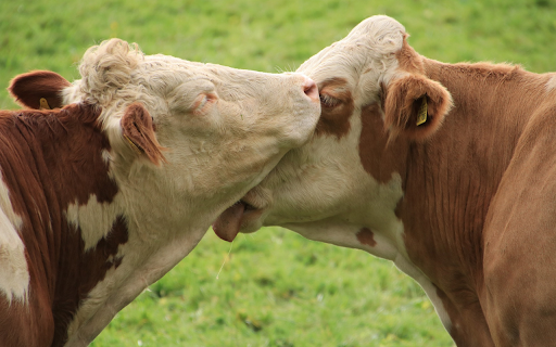 Close friends screenshot 1