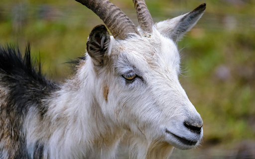 Close-up of a Goat screenshot 1