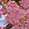 Close-up of Cherry Blossoms logo