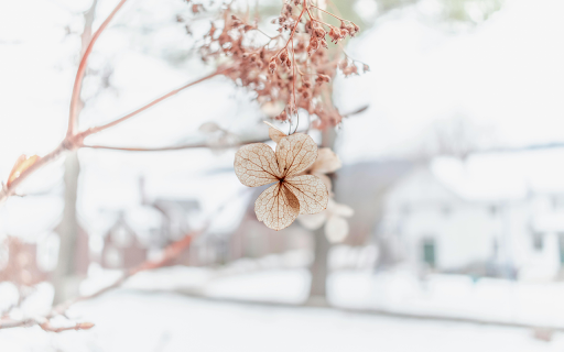 Close Up Photo of Hydrangea screenshot 1