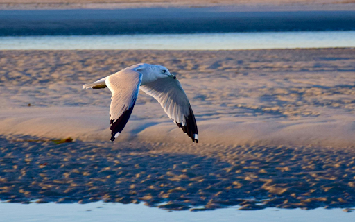 Close-Up Shot of a Seagull flying screenshot 1