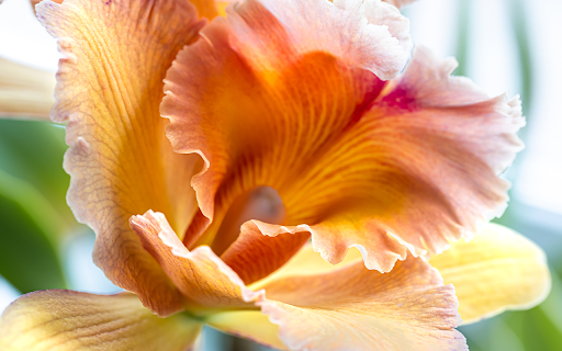 closeup thai orchid blurred background screenshot 1