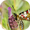 closeup zerynthia rumina butterfly sitting flower garden captured daytime logo