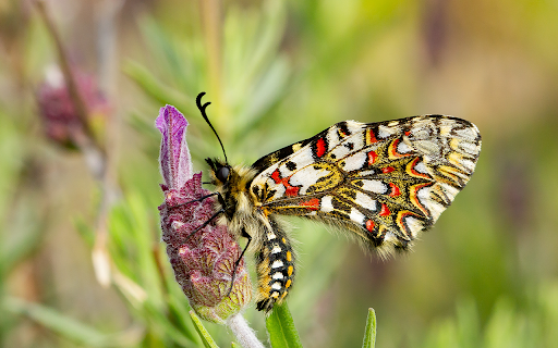closeup zerynthia rumina butterfly sitting flower garden captured daytime screenshot 1