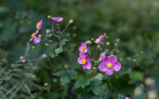 Clover Flowers Bloom screenshot 1