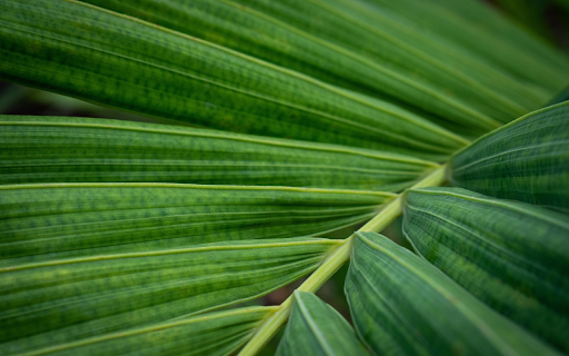 Coconut leaves screenshot 1