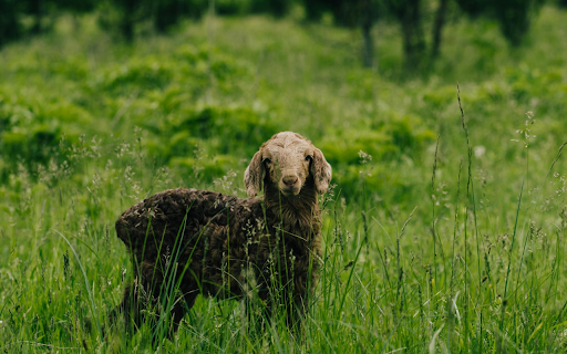 Coffee-colored Lamb screenshot 1