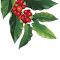 coffee fruit logo